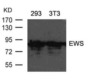 Western blot - EWS Antibody from Signalway Antibody (21432) - Antibodies.com