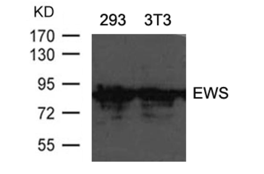 Western blot - EWS Antibody from Signalway Antibody (21432) - Antibodies.com
