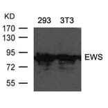 Western blot - EWS Antibody from Signalway Antibody (21432) - Antibodies.com