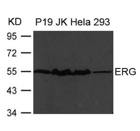 Western blot - ERG Antibody from Signalway Antibody (21480) - Antibodies.com