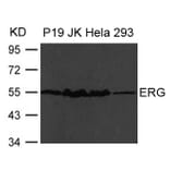 Western blot - ERG Antibody from Signalway Antibody (21480) - Antibodies.com