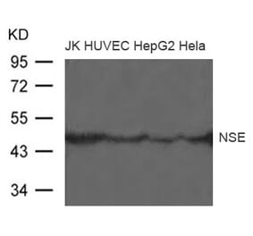 Western blot - NSE Antibody from Signalway Antibody (21487) - Antibodies.com