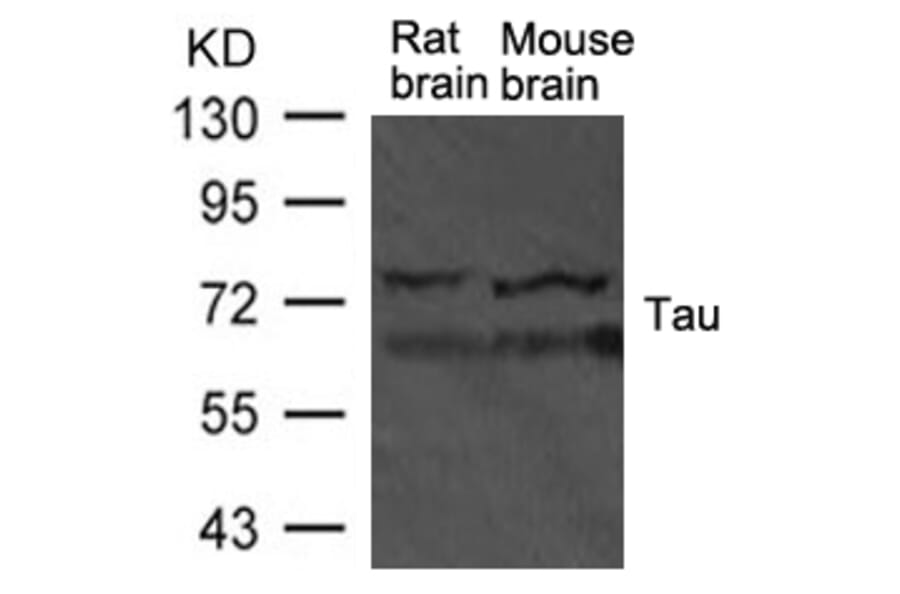 Western blot - Tau Antibody from Signalway Antibody (21570) - Antibodies.com