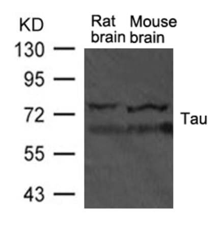 Western blot - Tau Antibody from Signalway Antibody (21570) - Antibodies.com
