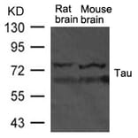 Western blot - Tau Antibody from Signalway Antibody (21570) - Antibodies.com