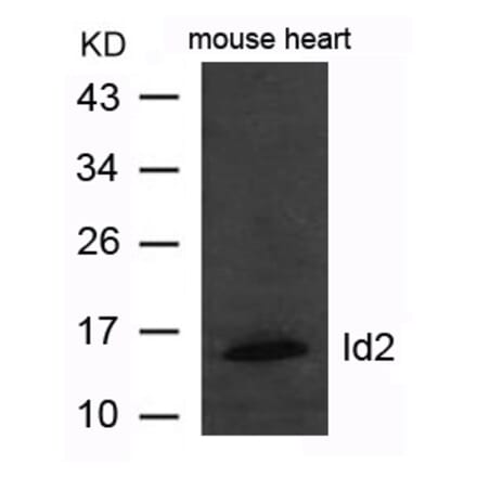 Western blot - Id2 Antibody from Signalway Antibody (21620) - Antibodies.com