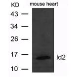 Western blot - Id2 Antibody from Signalway Antibody (21620) - Antibodies.com