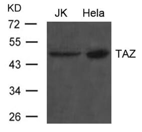 Western blot - TAZ Antibody from Signalway Antibody (21634) - Antibodies.com