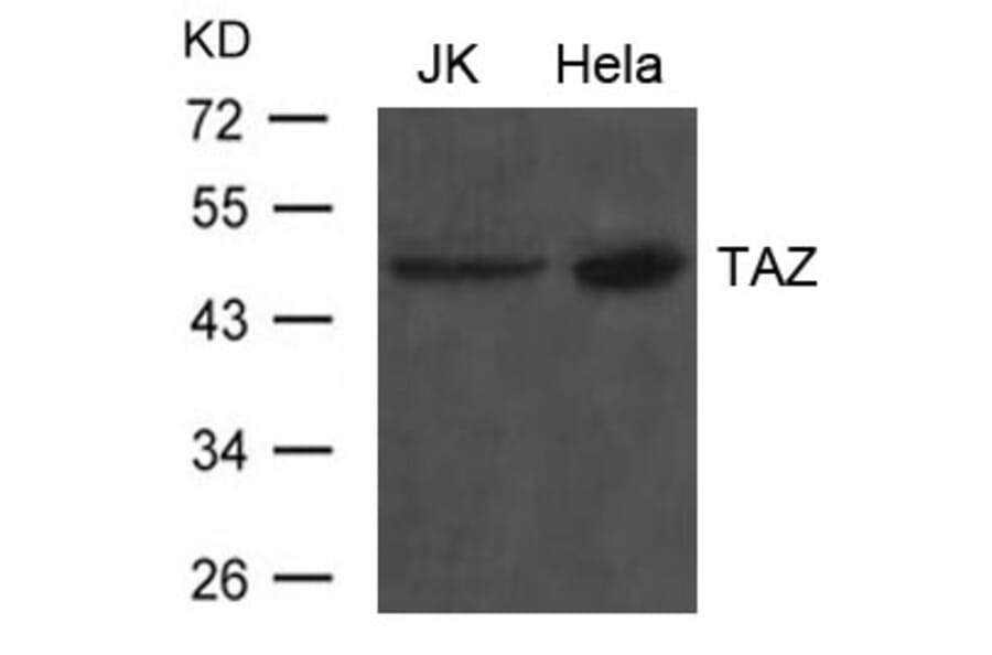 Western blot - TAZ Antibody from Signalway Antibody (21634) - Antibodies.com