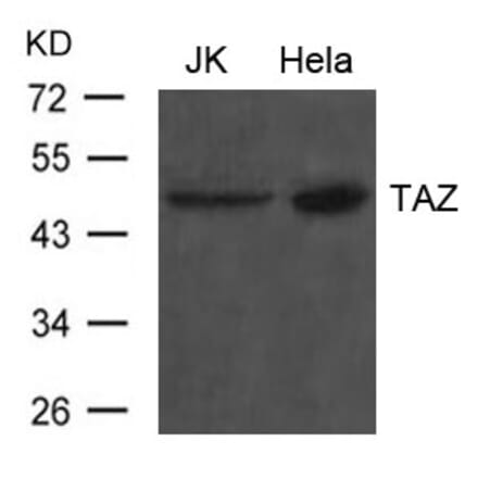 Western blot - TAZ Antibody from Signalway Antibody (21634) - Antibodies.com