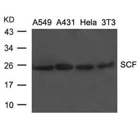 Western blot - SCF Antibody from Signalway Antibody (21670) - Antibodies.com