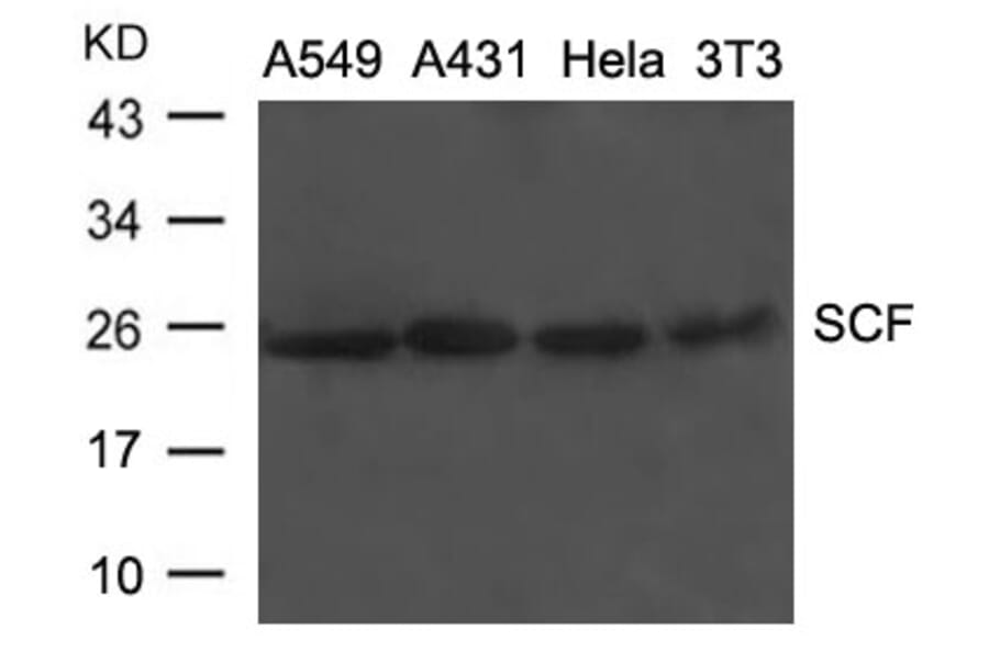 Western blot - SCF Antibody from Signalway Antibody (21670) - Antibodies.com