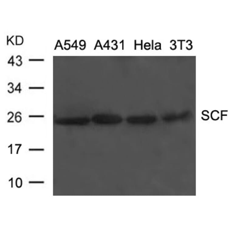 Western blot - SCF Antibody from Signalway Antibody (21670) - Antibodies.com