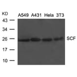 Western blot - SCF Antibody from Signalway Antibody (21670) - Antibodies.com