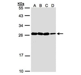 HN1 antibody from Signalway Antibody (22238) - Antibodies.com