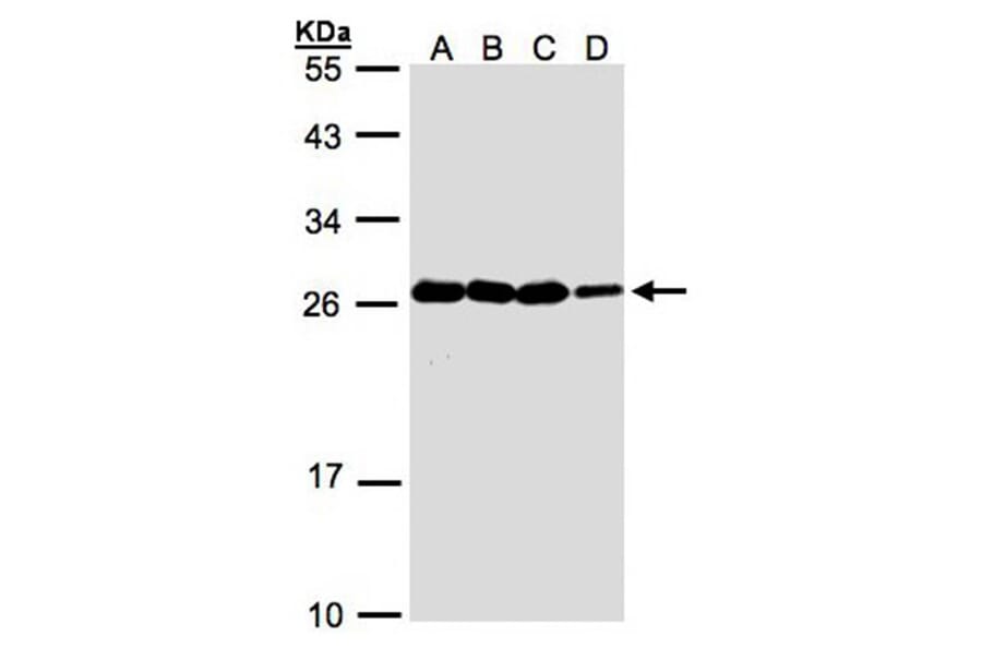 HN1 antibody from Signalway Antibody (22238) - Antibodies.com