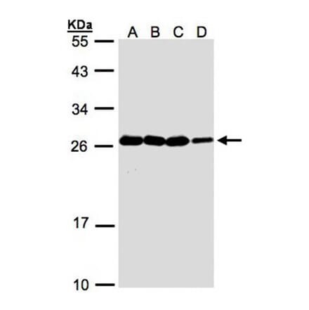 HN1 antibody from Signalway Antibody (22238) - Antibodies.com