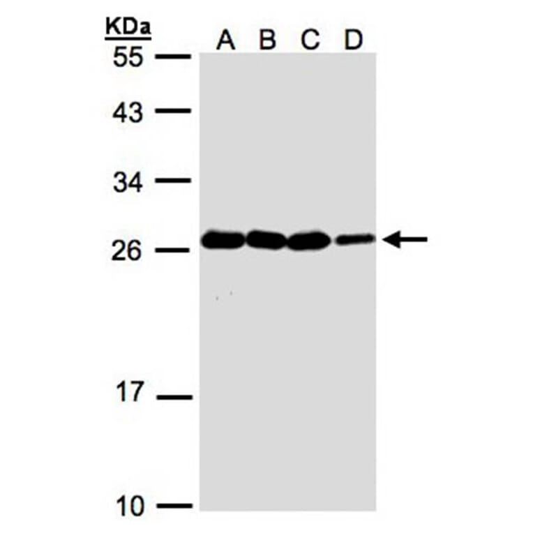 HN1 antibody from Signalway Antibody (22238) - Antibodies.com