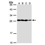 HN1 antibody from Signalway Antibody (22238) - Antibodies.com