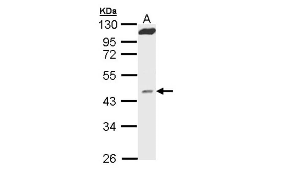 MVD antibody from Signalway Antibody (22260) - Antibodies.com