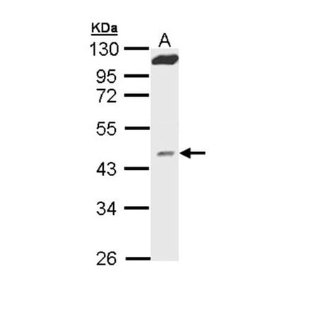 MVD antibody from Signalway Antibody (22260) - Antibodies.com