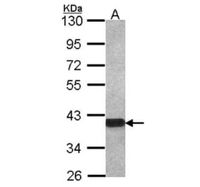 OMG antibody from Signalway Antibody (22290) - Antibodies.com