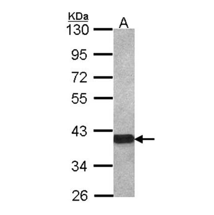 OMG antibody from Signalway Antibody (22290) - Antibodies.com