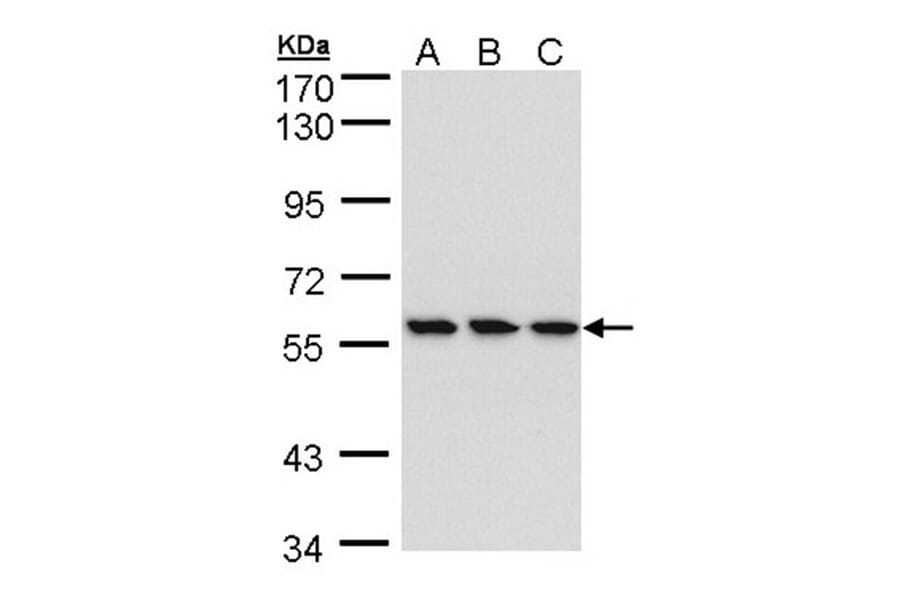HCE antibody from Signalway Antibody (22405) - Antibodies.com