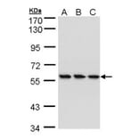 HCE antibody from Signalway Antibody (22405) - Antibodies.com