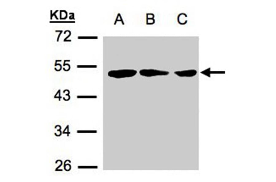 BLU antibody from Signalway Antibody (22462) - Antibodies.com