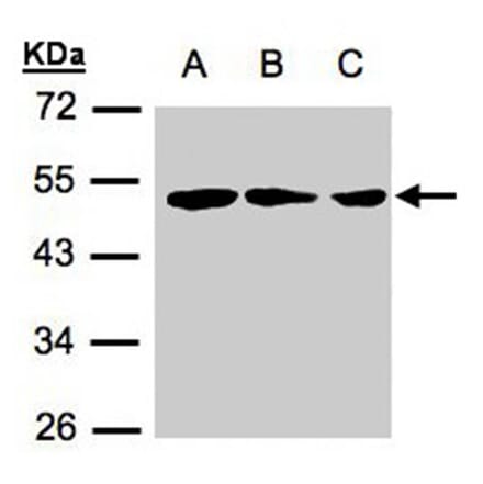 BLU antibody from Signalway Antibody (22462) - Antibodies.com