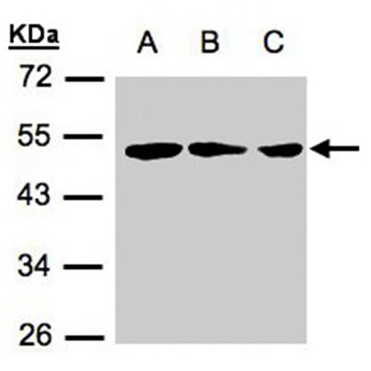 BLU antibody from Signalway Antibody (22462) - Antibodies.com