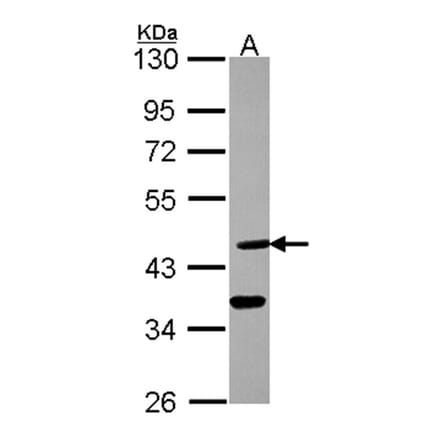 Dhh antibody from Signalway Antibody (22723) - Antibodies.com