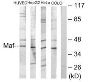 Western blot - Maf Antibody from Signalway Antibody (33612) - Antibodies.com