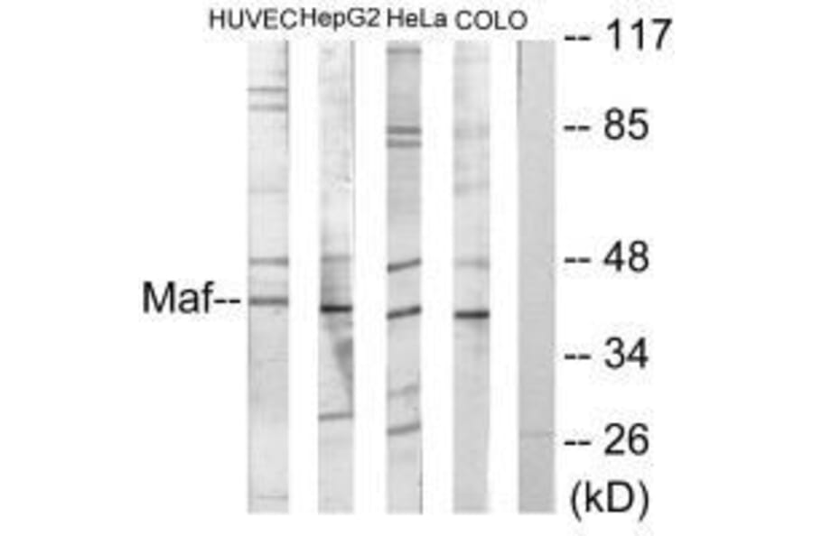 Western blot - Maf Antibody from Signalway Antibody (33612) - Antibodies.com