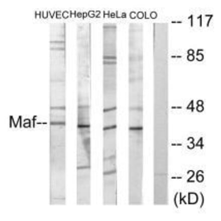 Western blot - Maf Antibody from Signalway Antibody (33612) - Antibodies.com