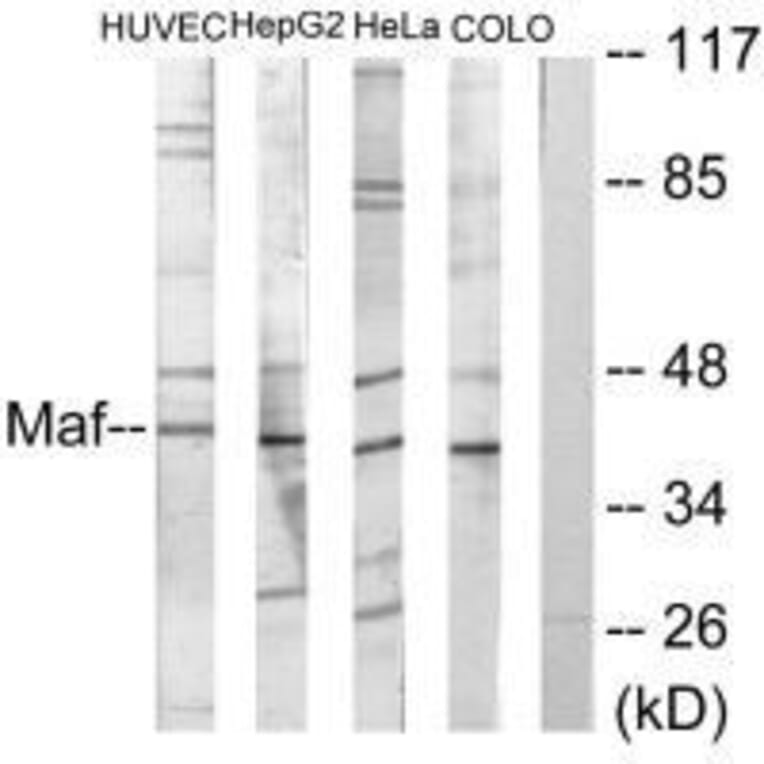 Western blot - Maf Antibody from Signalway Antibody (33612) - Antibodies.com