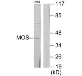 Western blot - MOS Antibody from Signalway Antibody (33645) - Antibodies.com