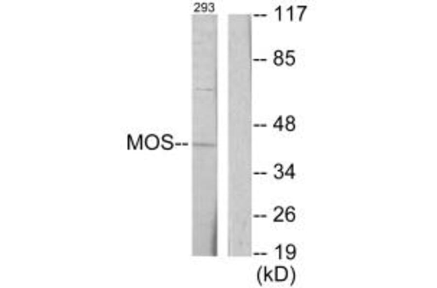 Western blot - MOS Antibody from Signalway Antibody (33645) - Antibodies.com