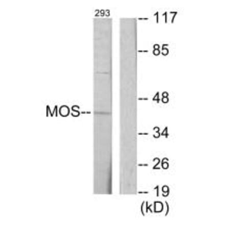 Western blot - MOS Antibody from Signalway Antibody (33645) - Antibodies.com