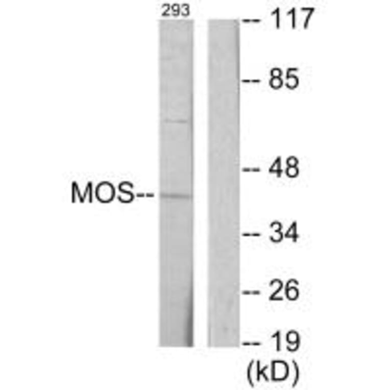 Western blot - MOS Antibody from Signalway Antibody (33645) - Antibodies.com