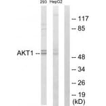 Western blot - Akt Antibody from Signalway Antibody (33748) - Antibodies.com