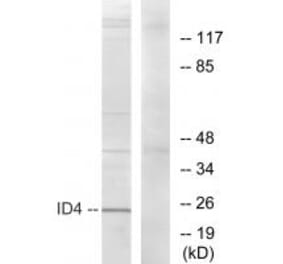 Western blot - ID4 Antibody from Signalway Antibody (33779) - Antibodies.com