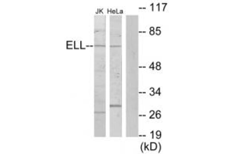 Western blot - ELL Antibody from Signalway Antibody (33821) - Antibodies.com