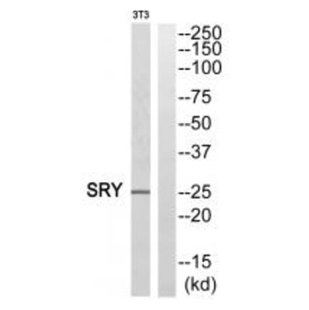 Western blot - SRY Antibody from Signalway Antibody (33859) - Antibodies.com