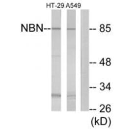 Western blot - NBN Antibody from Signalway Antibody (34291) - Antibodies.com