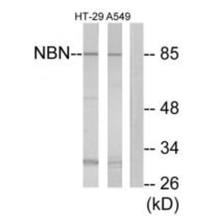 Western blot - NBN Antibody from Signalway Antibody (34291) - Antibodies.com