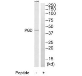 Western blot - PGD Antibody from Signalway Antibody (34364) - Antibodies.com
