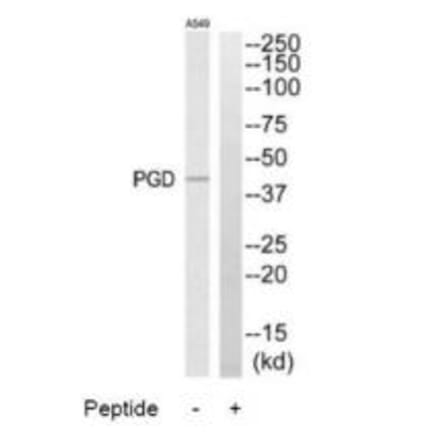 Western blot - PGD Antibody from Signalway Antibody (34364) - Antibodies.com