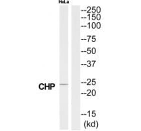 Western blot - CHP Antibody from Signalway Antibody (34517) - Antibodies.com
